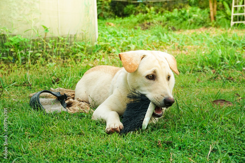 Yellow labrador retriever puppy biting in a mob in garden