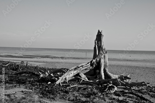 Black and White-pile of wood stumps by the beach