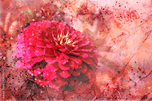 Fototapeta Naklejka Na Ścianę i Meble -  Gorgeous artsy flower background illustration with paint spatter and vintage grunge texture design, red and pink color zinnia flower