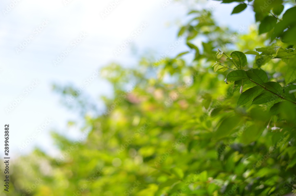 Obraz premium Trees Plants and Flowers in my Garden