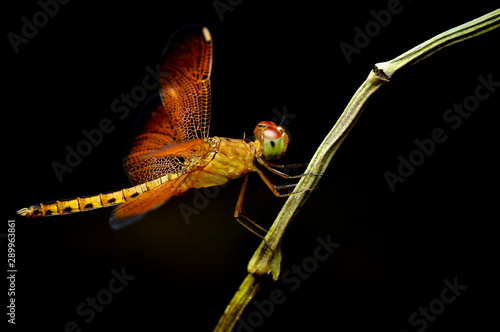 Macro shots, Beautiful nature scene dragonfly. Showing of eyes and wings detail