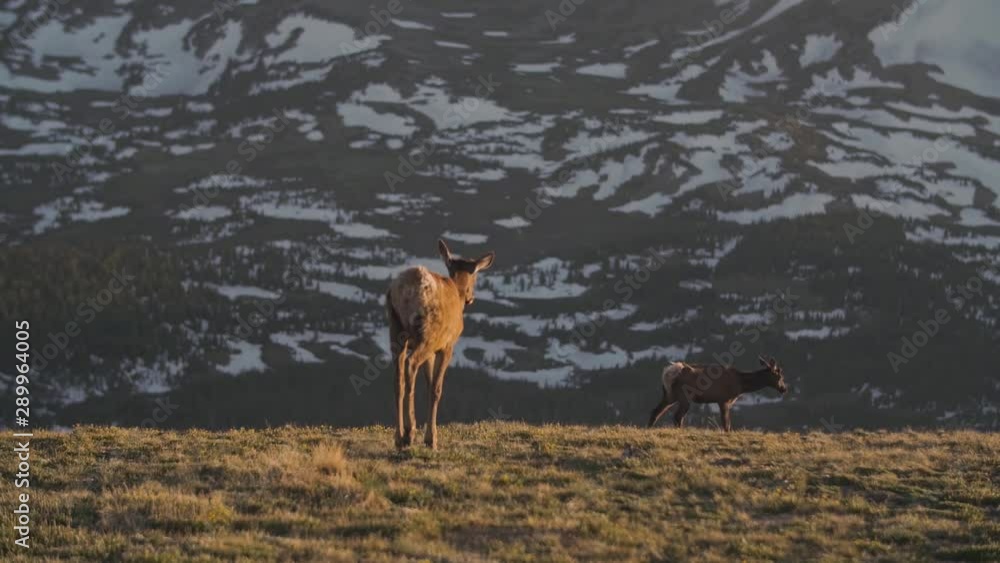 Young deer walks towards a snow covered mountain. Young deer walks towards a snow covered mountain.