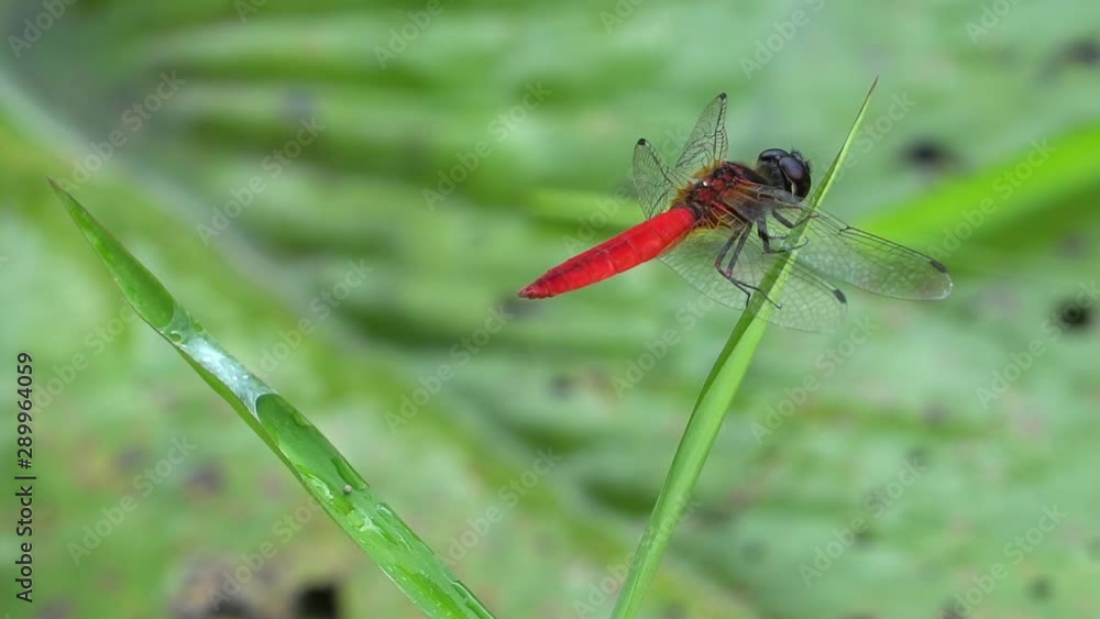 Dragonfly with bright red abdomen hovering Dragonfly with bright red abdomen hovering