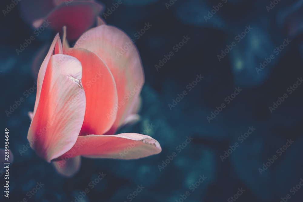 Close up of Cyclamen persicum in vintage style - obrazy, fototapety, plakaty 