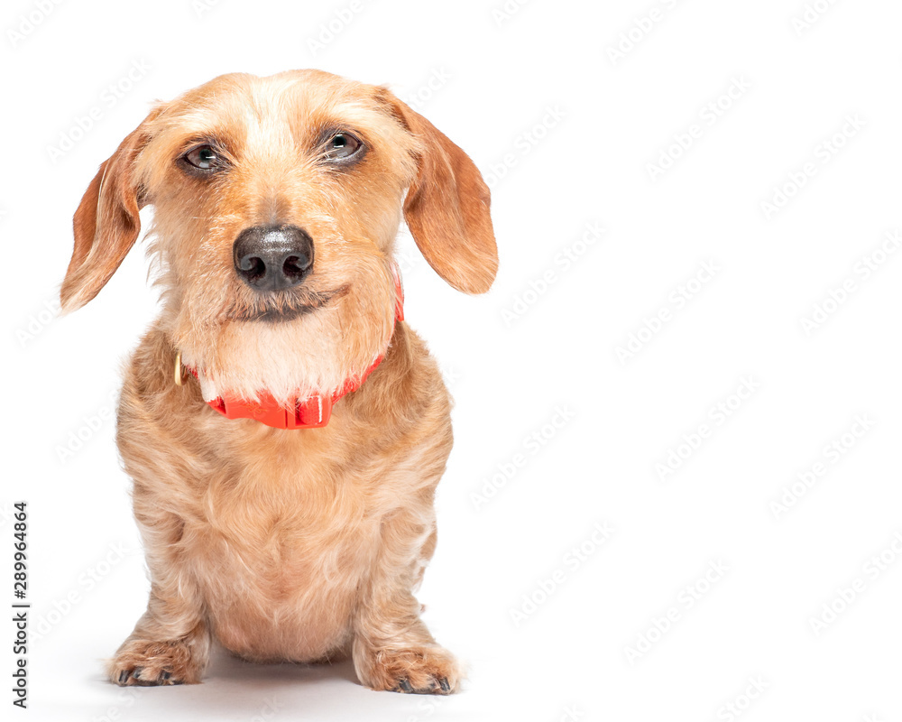 DAchshund Dog with Grin Smile on White Background
