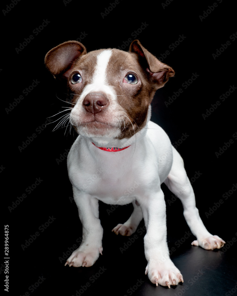 Brown and White Puppy Standing with Brave Pose on Blackground