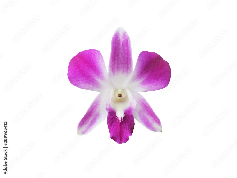 Beautiful blooming pink orchid (Dendrobium) isolated on white background. Beautiful blooming pink orchid (Dendrobium) isolated on white background.