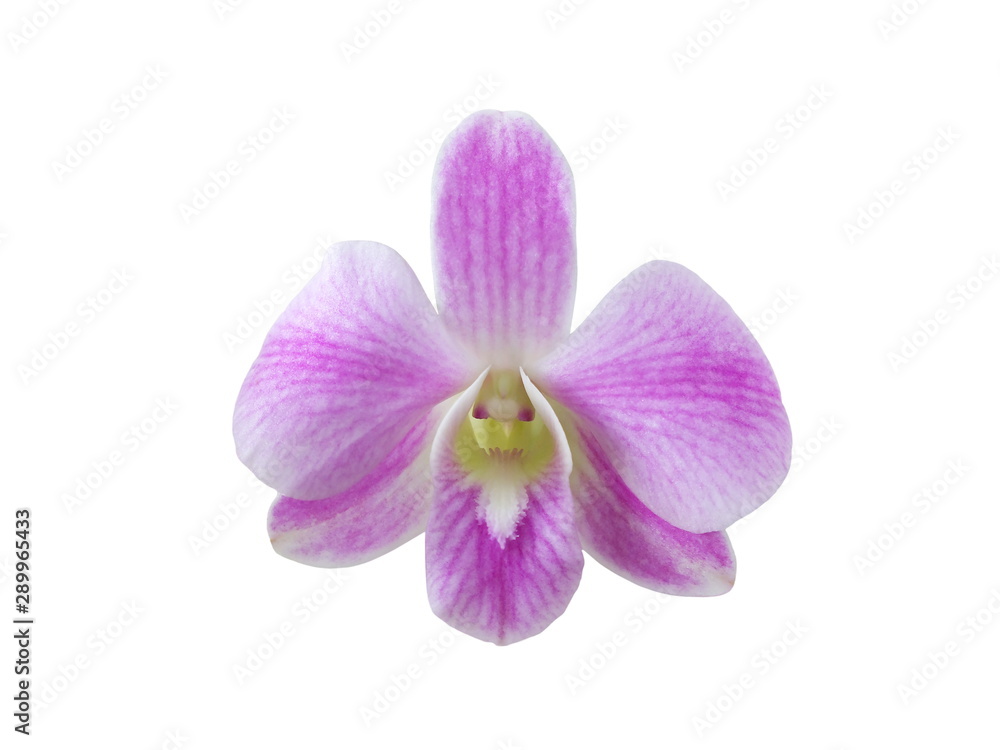 Purple orchid (Dendrobium) Isolated on white background. Purple orchid (Dendrobium) Isolated on white background.