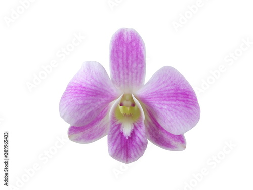 Purple orchid  Dendrobium  Isolated on white background.