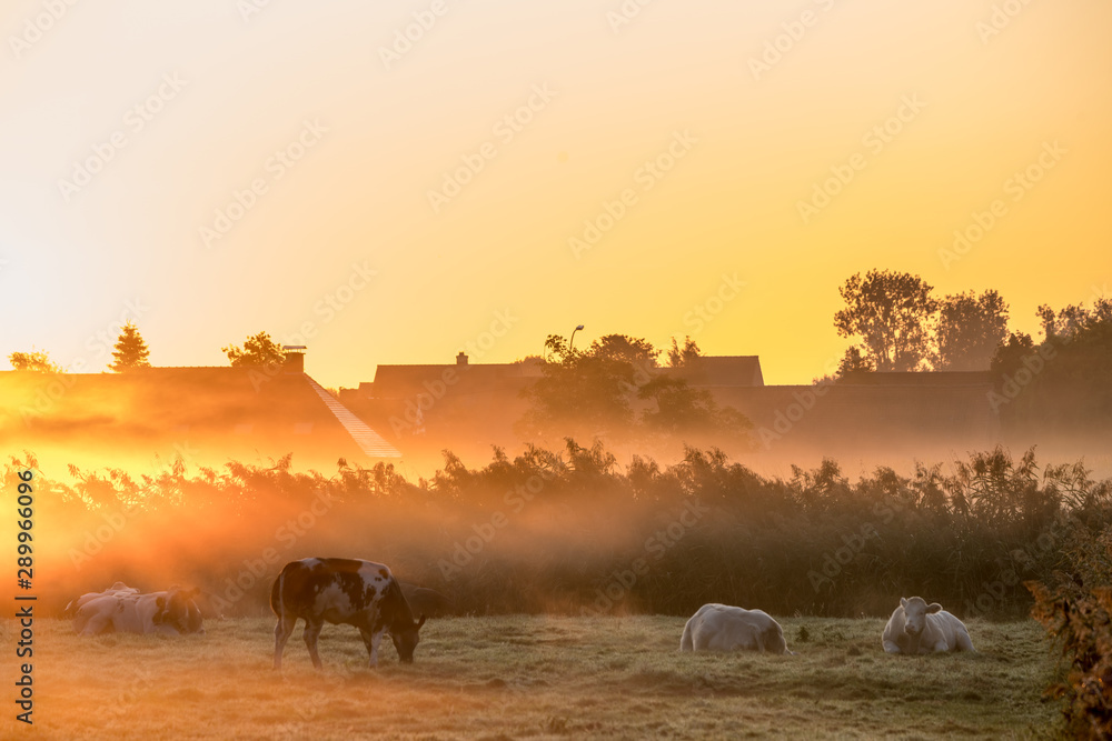 lying cows on a beautiful foggy morning