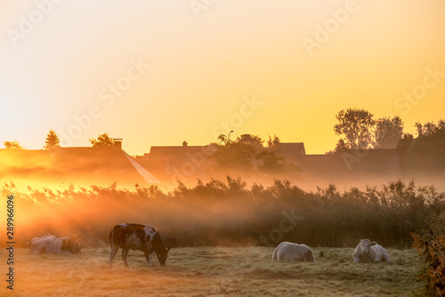lying cows on a beautiful foggy morning © denboma