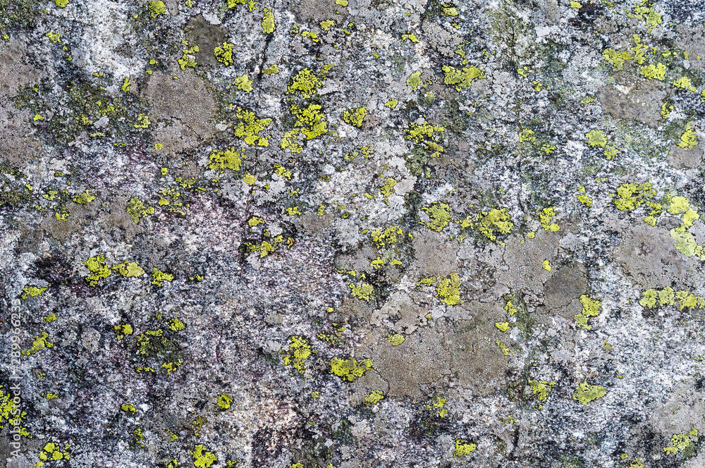 Gray stone covered by moss Gray stone covered by moss