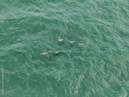Beautiful aerial view of the majestic pelicans flying 