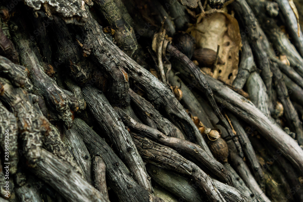 wood surface / texture background