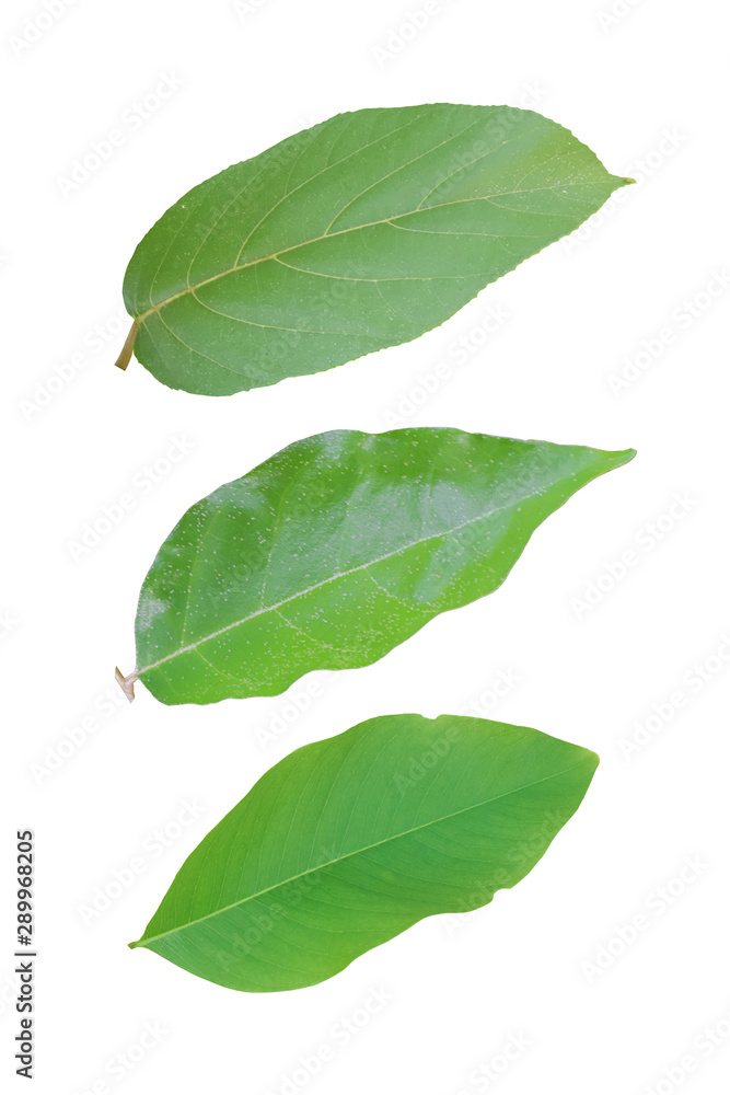 Green leaves isolated on white background. Object with clipping path. Green leaves isolated on white background. Object with clipping path.