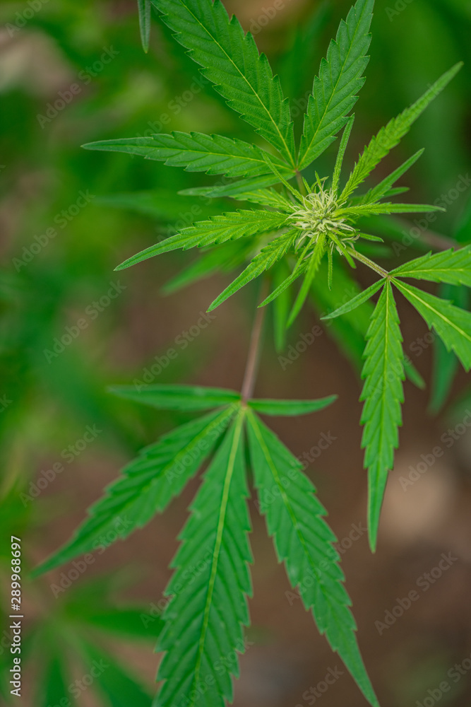 Young medicinal bud portrait Young medicinal bud portrait