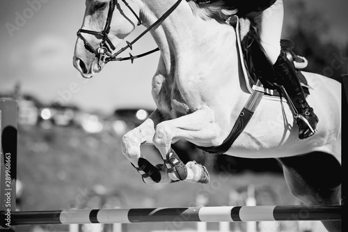 The gray horse overcomes an obstacle.Show jumping © Azaliya (Elya Vatel)