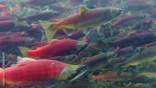 Kokanee salmon spawning upstream in creek , underwater video photo