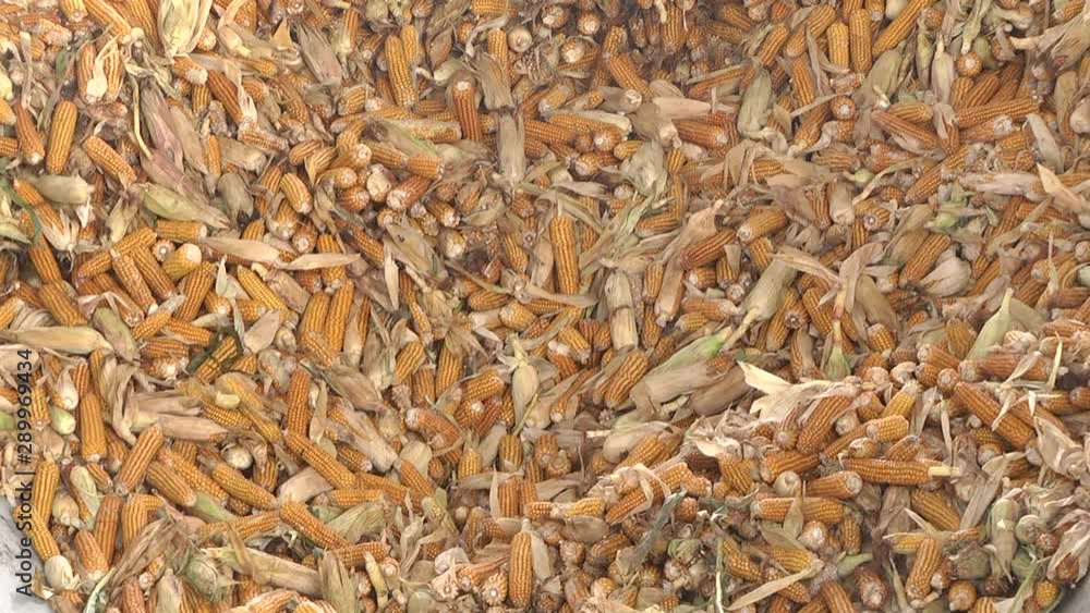 Ears of corn come from the bunker. Cleaning corn cobs from grain. Food chopper. Ears of corn come from the bunker. Cleaning corn cobs from grain. Food chopper.