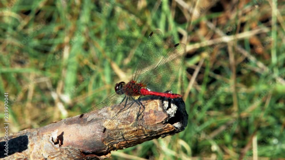 red dragonfly is siting on a branch and flies away.