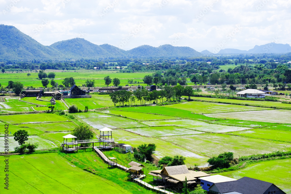 A distantly greenery rice field