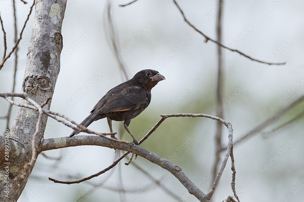 White-billed buffalo weaver (Bubalornis albirostris) White-billed buffalo weaver (Bubalornis albirostris)