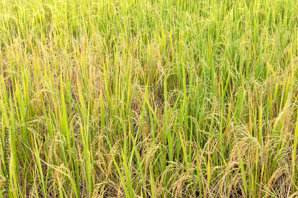 Paddy rice in field in rainy season. Paddy rice in field in rainy season.