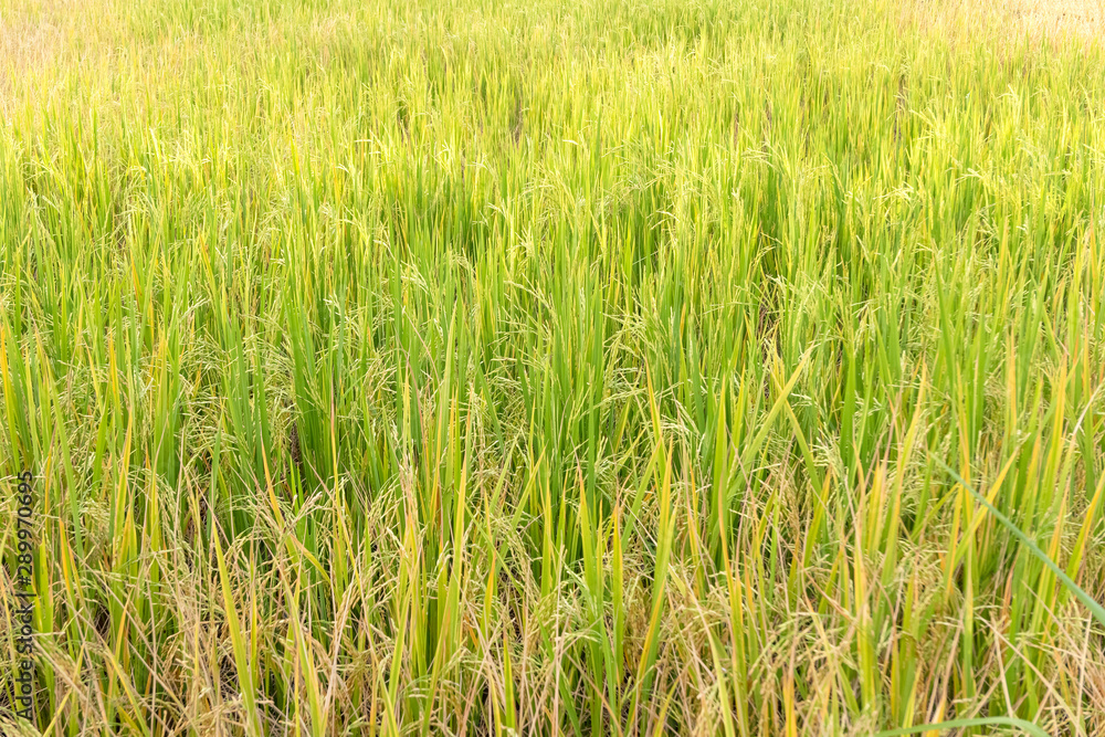 Paddy rice in field in rainy season. Paddy rice in field in rainy season.