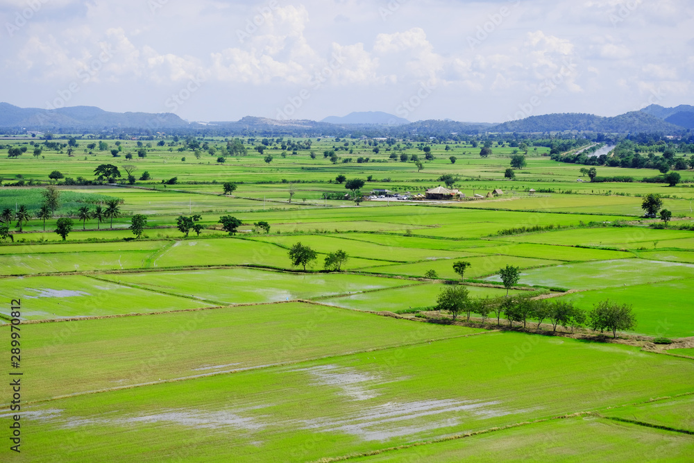 Invisibly green rice field in Thailand