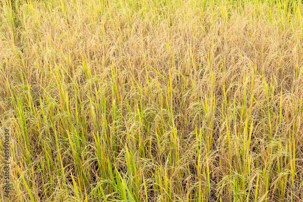 Paddy rice in field in rainy season. Paddy rice in field in rainy season.