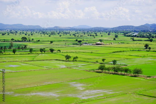 Invisibly green rice field in Thailand