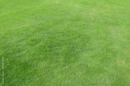 Green meadow grass for football field.