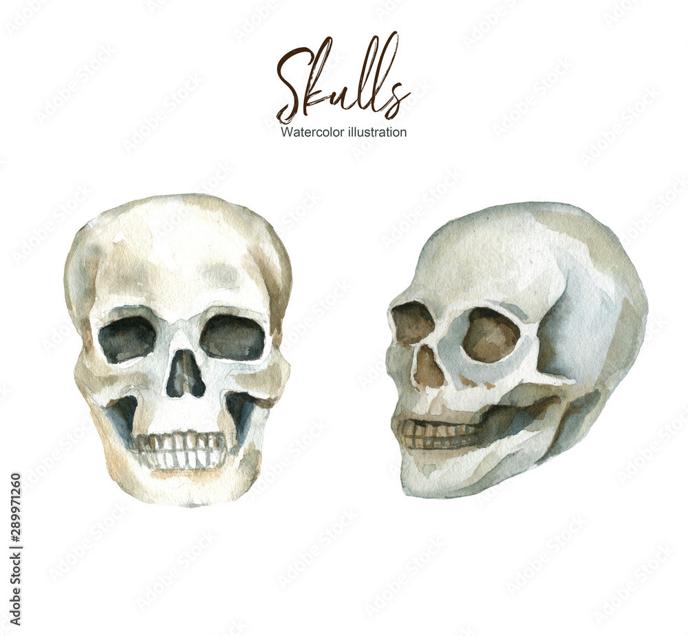 Fototapeta premium Isolated Watercolor illustration with a human skull on a white background. A set of elements.