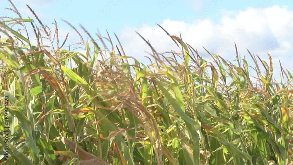 Close up picture of Dried corn on the field. Corn cob on field ready to harvest. Autumn sunny day rural theme. Close up picture of Dried corn on the field. Corn cob on field ready to harvest. Autumn sunny day rural theme.