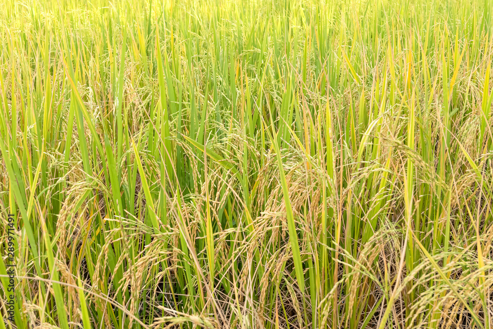 Paddy rice in field in rainy season. Paddy rice in field in rainy season.