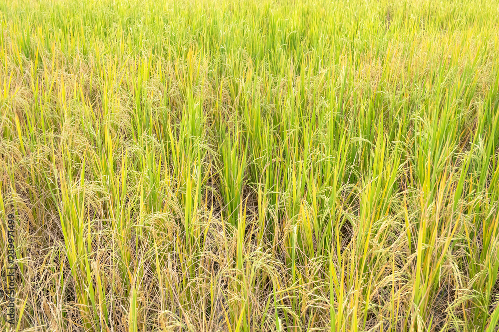 Fototapeta premium Paddy rice in field in rainy season.