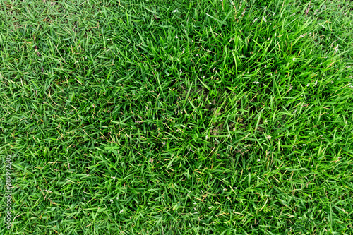 Green grass texture for background. Green lawn pattern and texture background.