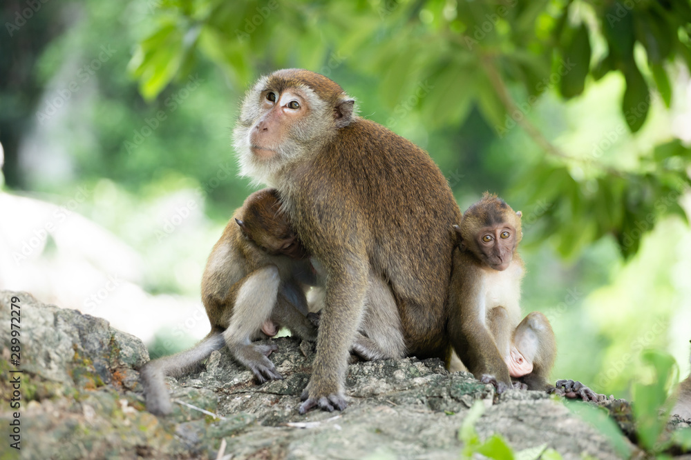 Macaque monkeys in the forest. Macaque monkeys in the forest.