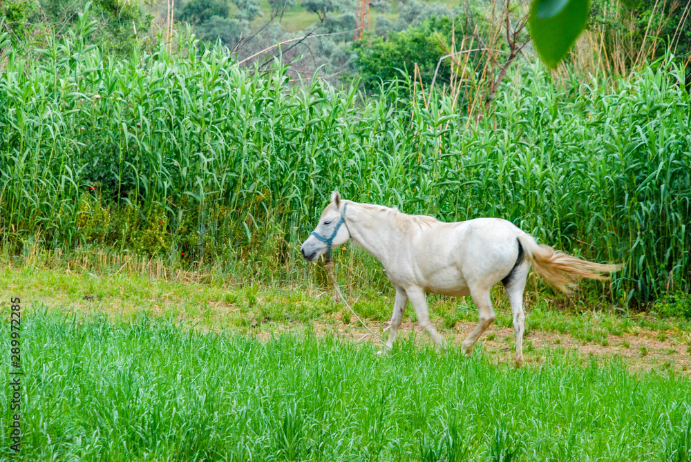Obraz premium White horse on a fresh green pasture with a natural fresh green area.
