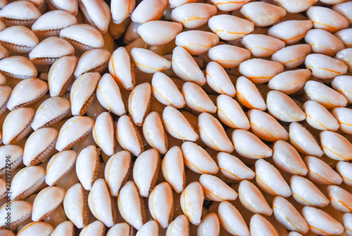 Beautiful summer cowrie shells on white background. photo