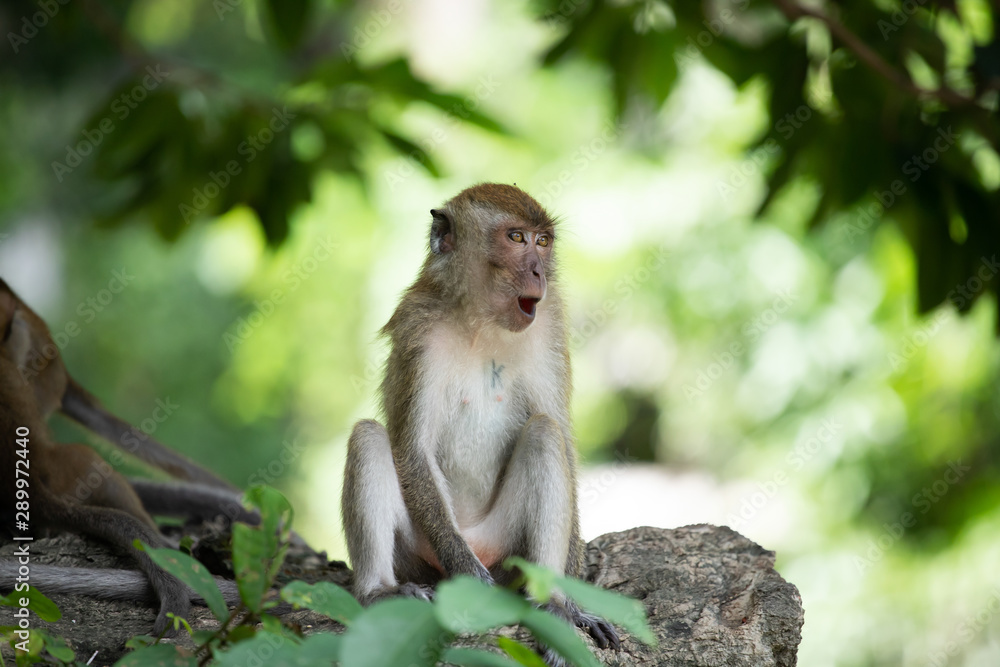Macaque monkeys in the forest.