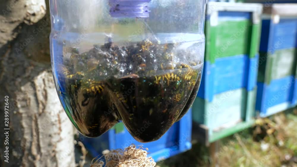 Moving wasps and common flies in front of beehives in a plastic bottle trap on a bright sunny