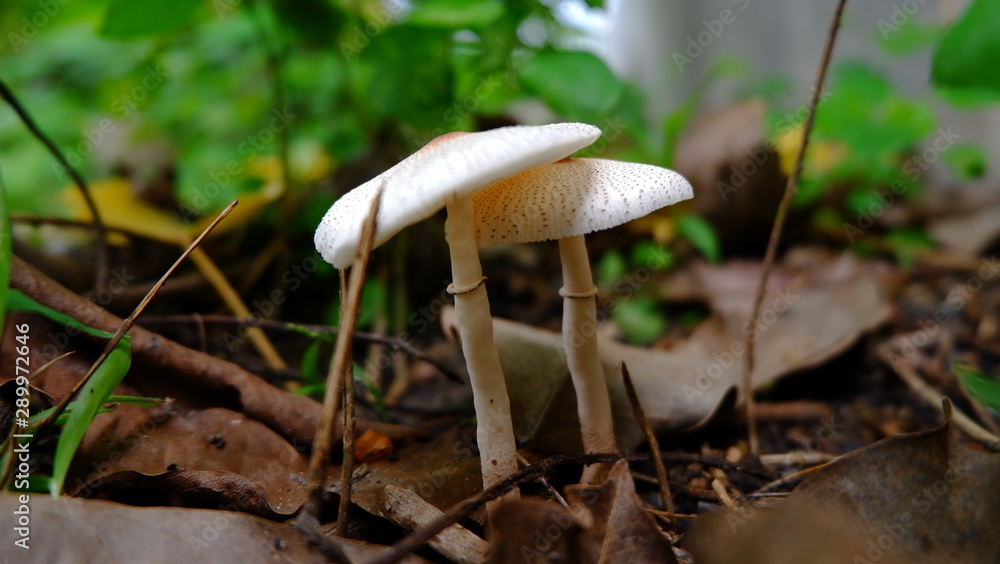 Wild mushroom growing in forest, magic mushroom or Psilocybe cubensisin harmful to the nerves causing intoxication. Wild mushroom growing in forest, magic mushroom or Psilocybe cubensisin harmful to the nerves causing intoxication.