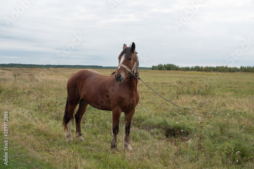 horse in a field © klavdiyav