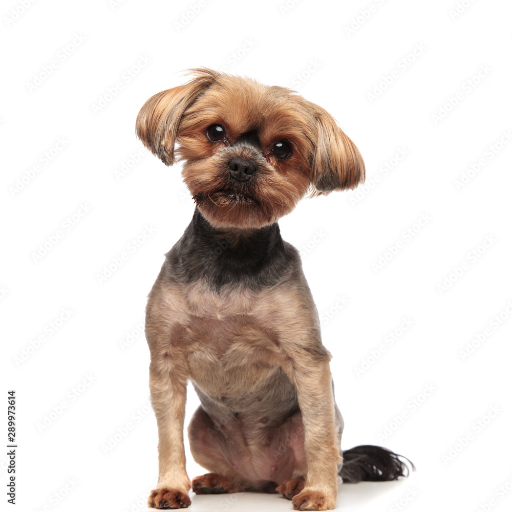 adorable yorkshire terrier sitting on white background