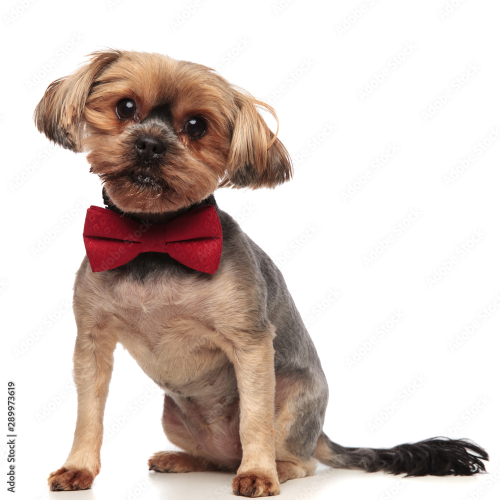 adorable yorkshire terrier wearing red bowtie on white background adorable yorkshire terrier wearing red bowtie on white background