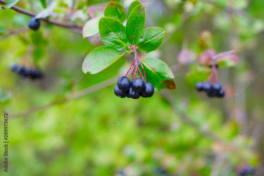 berries of a black-fruit mountain ash on a branch berries of a black-fruit mountain ash on a branch