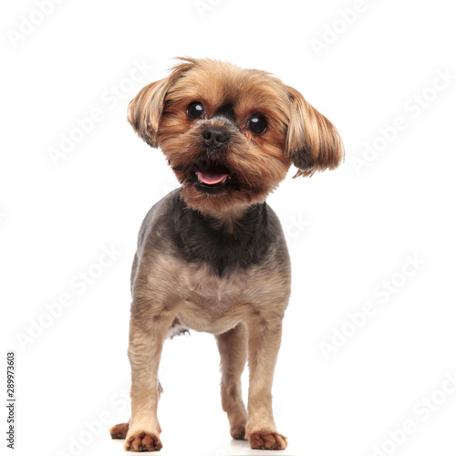 cute yorkshire terrier panting and sticking out tongue