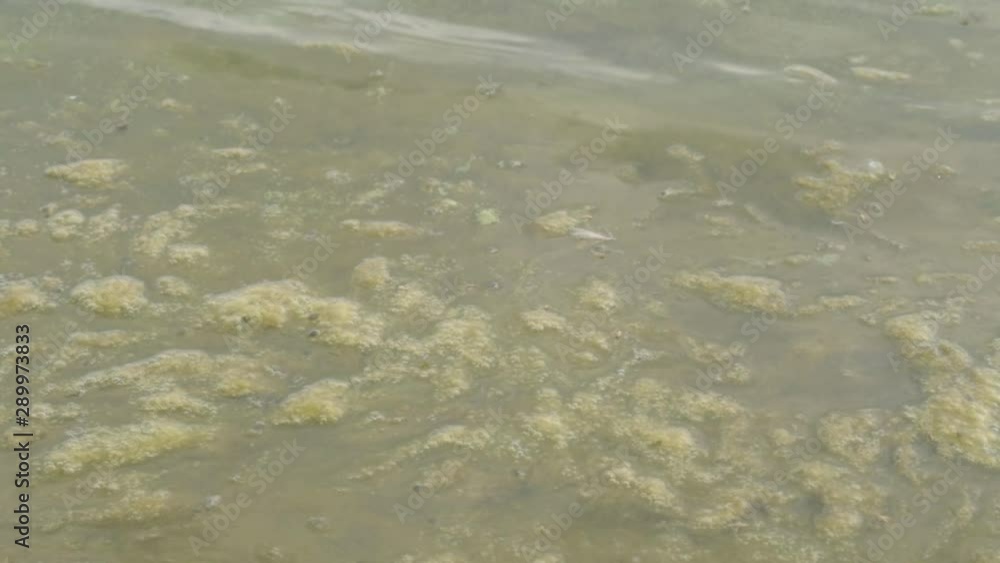 Close up of green algae floating on water Close up of green algae floating on water