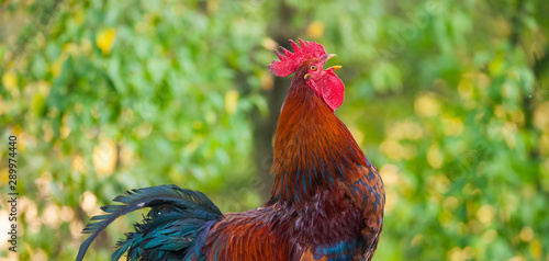 Fotografija rooster bird singing or crowing in the nature